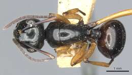 Image of Polyrhachis rastellata (Latreille 1802)