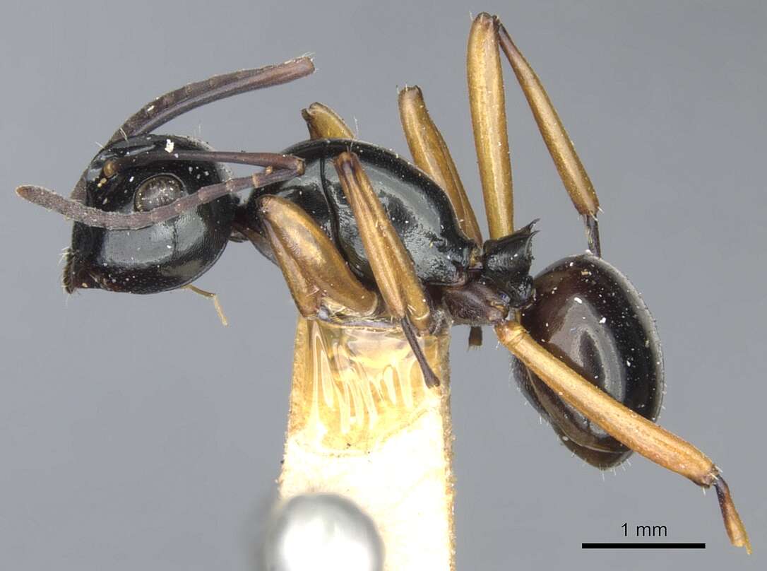 Image of Polyrhachis rastellata (Latreille 1802)