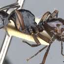 Image of Polyrhachis johnsoni