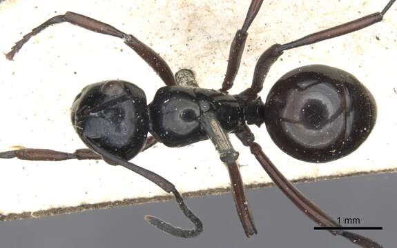 Image de Polyrhachis burmanensis Donisthorpe 1938