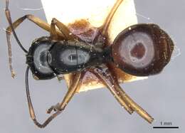 Image of Polyrhachis grandis Donisthorpe 1949