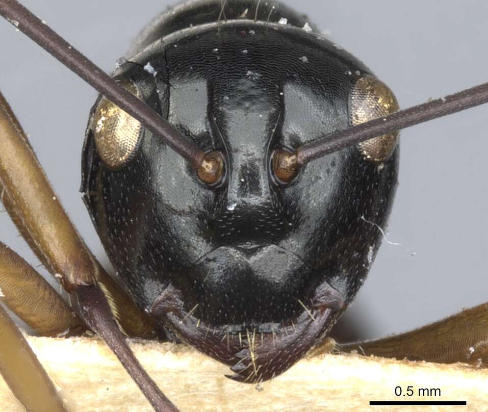Image of Polyrhachis grandis Donisthorpe 1949