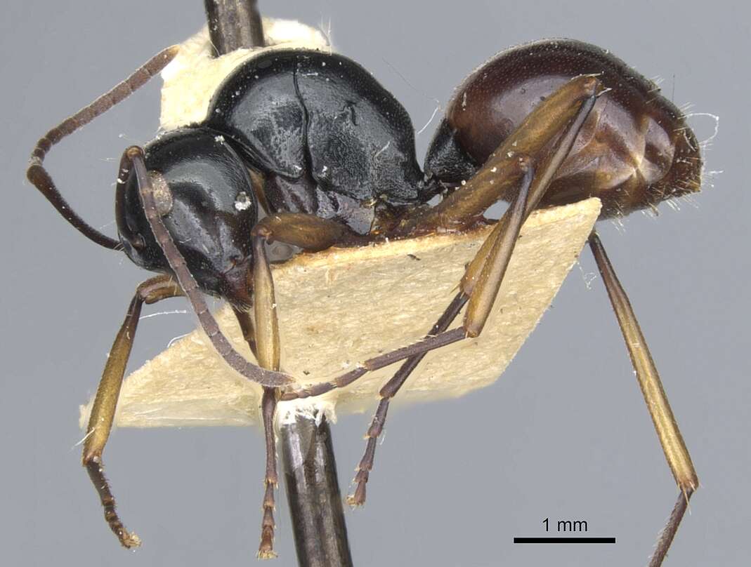 Image of Polyrhachis grandis Donisthorpe 1949