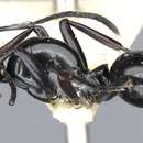 Image of Polyrhachis semiinermis