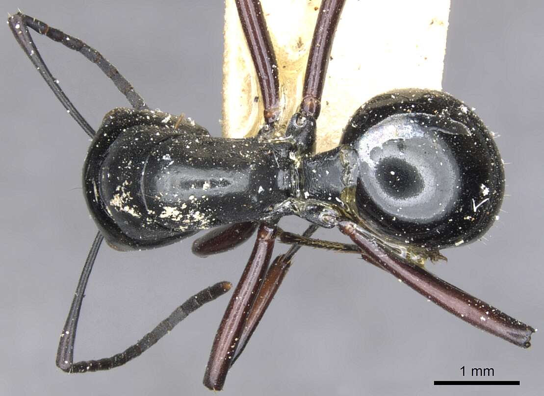 Image de Polyrhachis fulakora