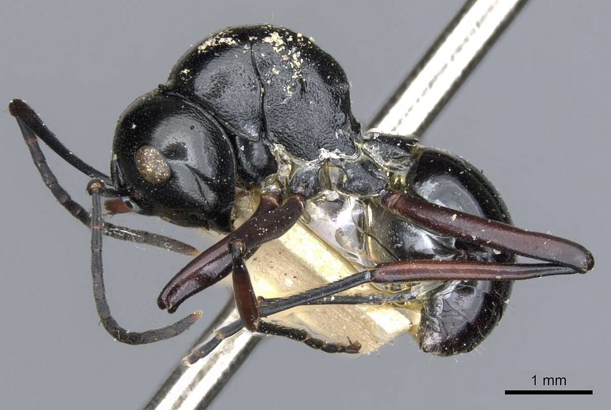 Image de Polyrhachis fulakora