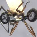 Image of Polyrhachis ugiensis Mann 1919