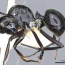 Image of Polyrhachis nomo