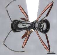 Image of Polyrhachis danum