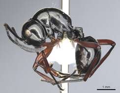 Image of Polyrhachis danum