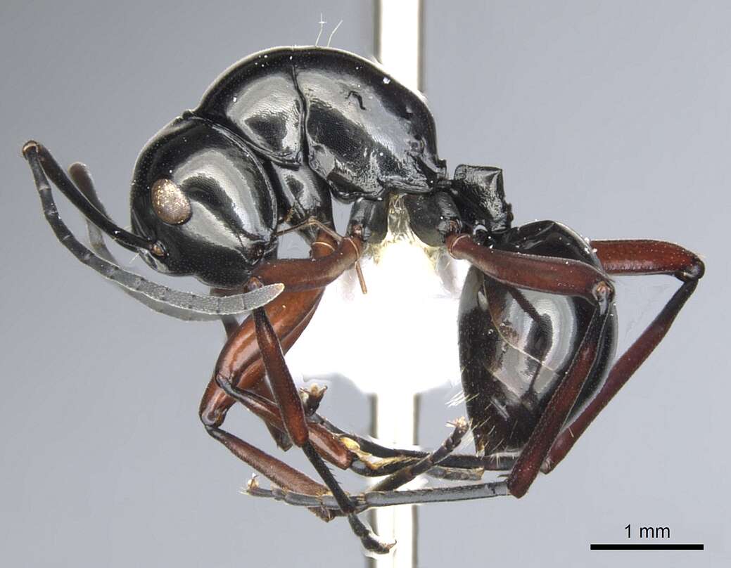 Image of Polyrhachis danum