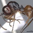 Image de Polyrhachis rutila