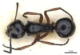 Image of Polyrhachis laevissima Smith 1858