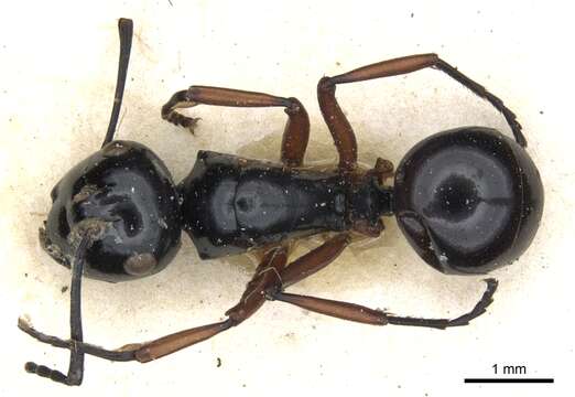 Image of Polyrhachis laevissima Smith 1858