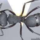 Image of Polyrhachis vitalisi Santschi 1920