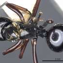 Image of Polyrhachis linae Donisthorpe 1938