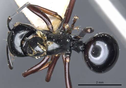 Image of Polyrhachis linae Donisthorpe 1938