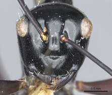 Image de Polyrhachis linae Donisthorpe 1938