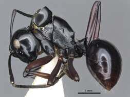 Image de Polyrhachis linae Donisthorpe 1938