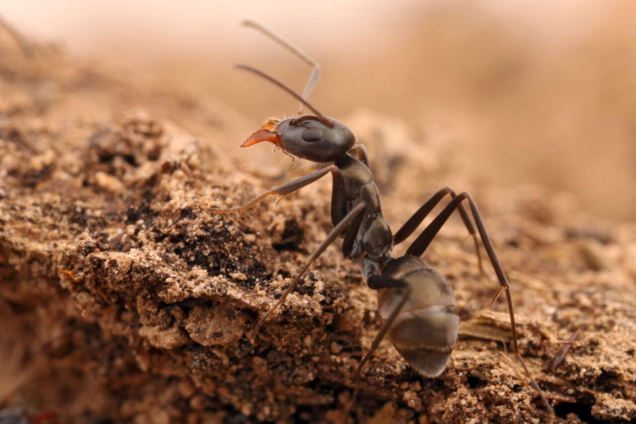 صورة Iridomyrmex splendens Forel