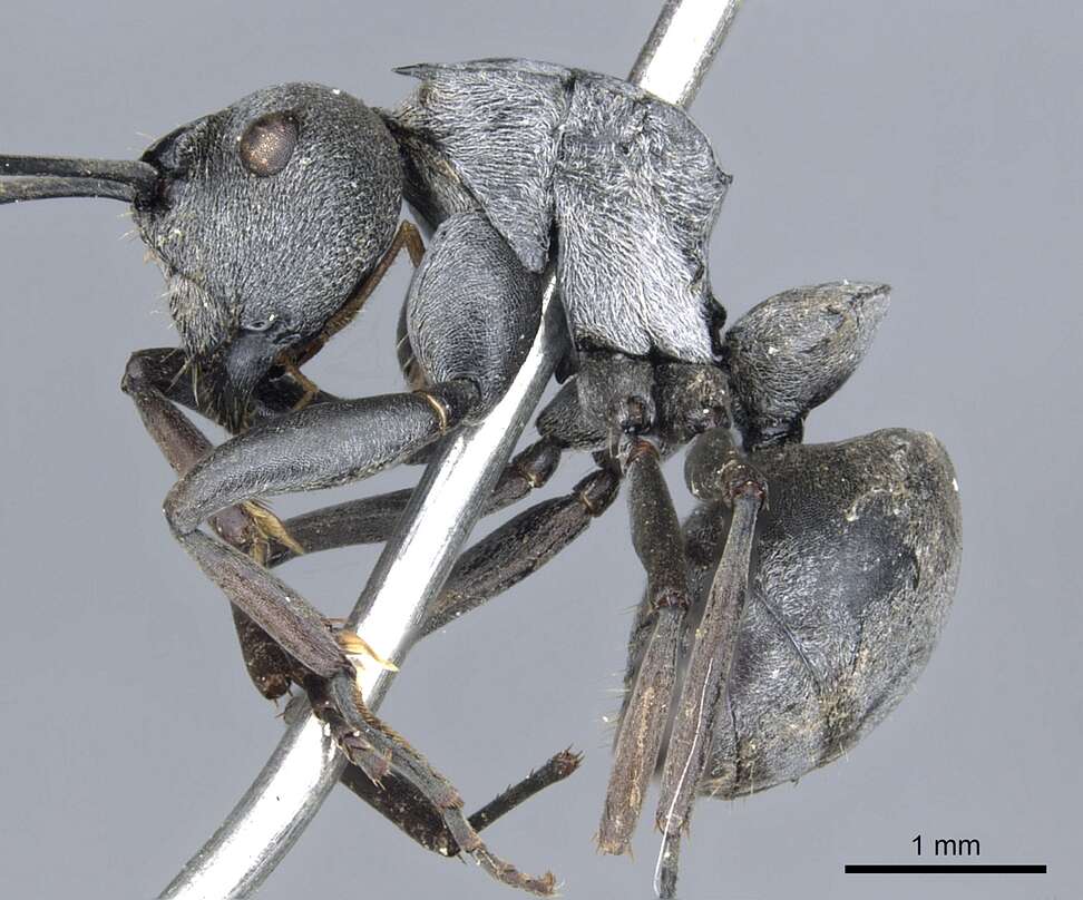 Image de Polyrhachis inermis Smith 1858