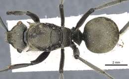 Image de Polyrhachis vigilans Smith 1858