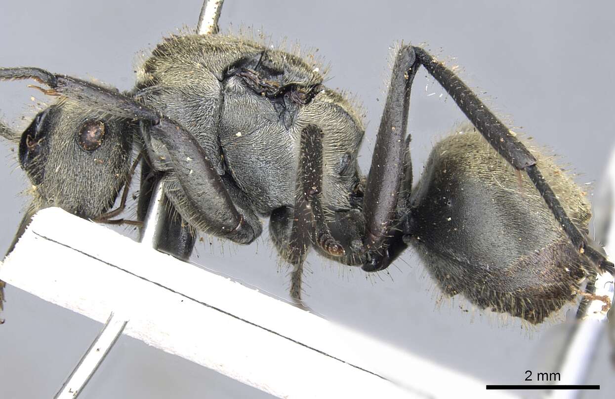 Image of Polyrhachis vigilans Smith 1858