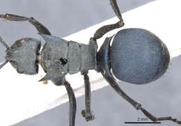 Image of Polyrhachis cyaniventris Smith 1858