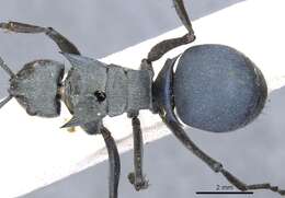 Plancia ëd Polyrhachis cyaniventris Smith 1858