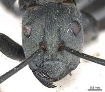 Image of Polyrhachis cyaniventris Smith 1858