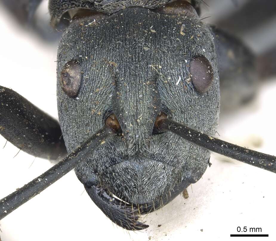 Plancia ëd Polyrhachis cyaniventris Smith 1858