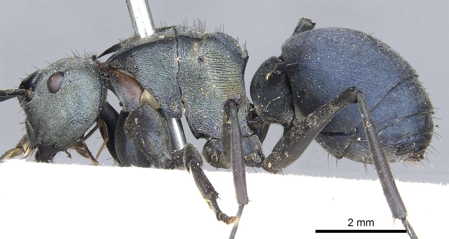 Image of Polyrhachis cyaniventris Smith 1858