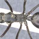 Image of Polyrhachis philippinensis Smith 1858