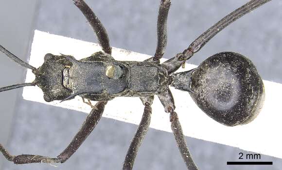 Image of Polyrhachis philippinensis Smith 1858