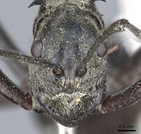 Image of Polyrhachis philippinensis Smith 1858