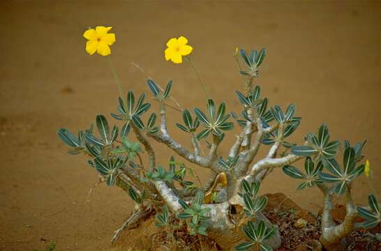 Image of Pachypodium cactipes K. Schum.