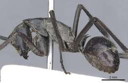 Image of Polyrhachis philippinensis Smith 1858