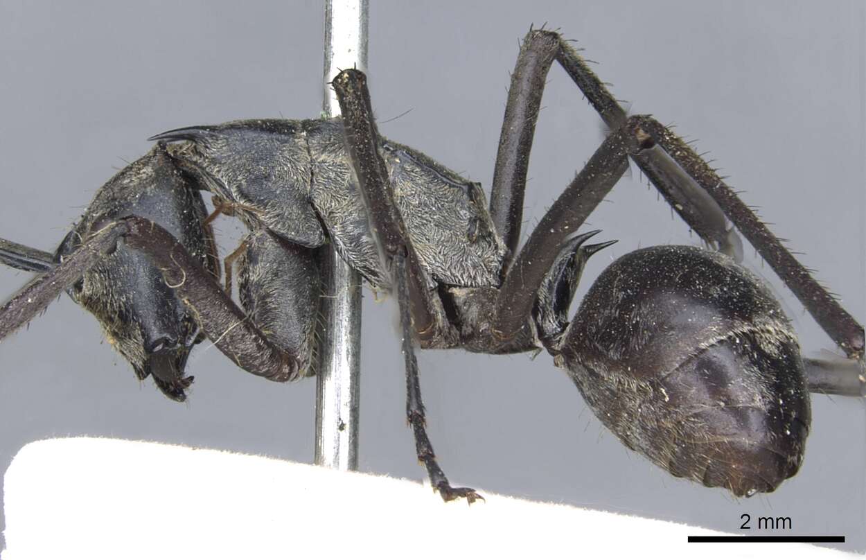 Image of Polyrhachis philippinensis Smith 1858