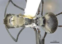 Image de Polyrhachis breviorspinosa