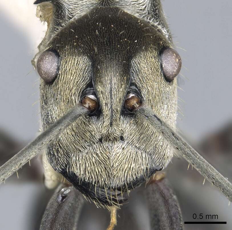 Image de Polyrhachis breviorspinosa