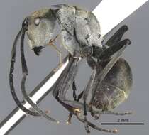 Image de Polyrhachis breviorspinosa