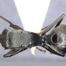 صورة Polyrhachis sericeopubescens Donisthorpe 1941