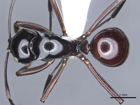 Image of Polyrhachis chapmani