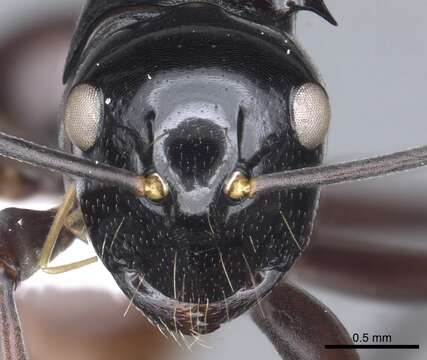 Image of Polyrhachis chapmani