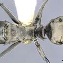 Image of <i>Polyrhachis brachyspina</i>