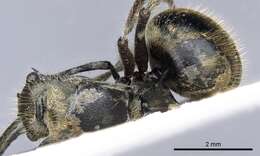 Image of Polyrhachis illaudata Walker 1859