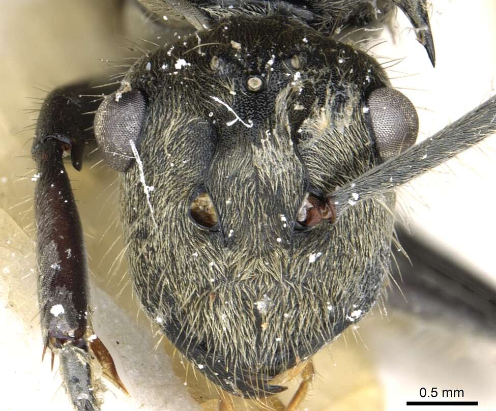 Image of Polyrhachis illaudata Walker 1859