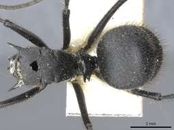 Image of Polyrhachis sculpturata Smith 1860