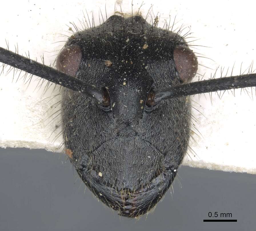 Image of Polyrhachis sculpturata Smith 1860