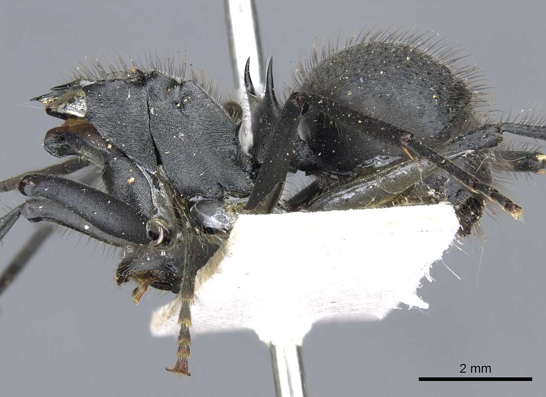 Image of Polyrhachis sculpturata Smith 1860